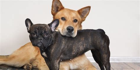 Tl;dr so how much do lol pros earn? How Much Does It Cost To Own A Dog?