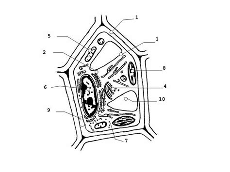 Celula Vegetal Para Colorear Sin Nombres Plant Cell Icons Download