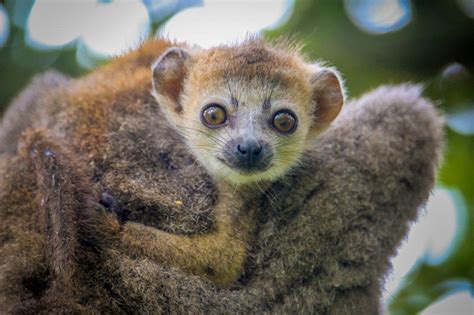 Cute Crowned Lemur Infant Needs A Name At Howletts Wild