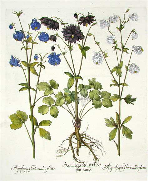 Old Botanical Illustration