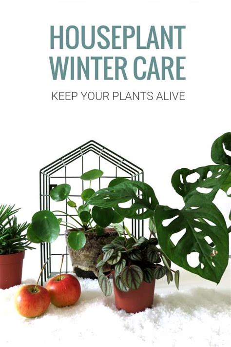 Winter Houseplant Care Get Your Plants Through The Cold Months