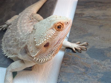 Bearded Dragon Colors And Patterns Wallpapers Gallery
