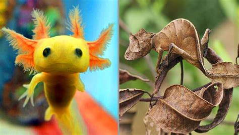 50 Rare Creatures That Are Almost Too Weird To Actually Exist Nature