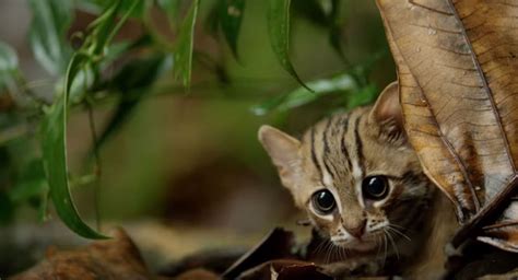 The Worlds Smallest Cat Is Ridiculously Adorable And There Are Photos