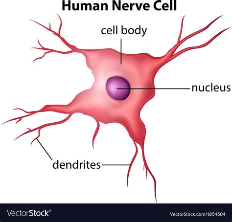 Human Nerve Cell Royalty Free Vector Image Vectorstock