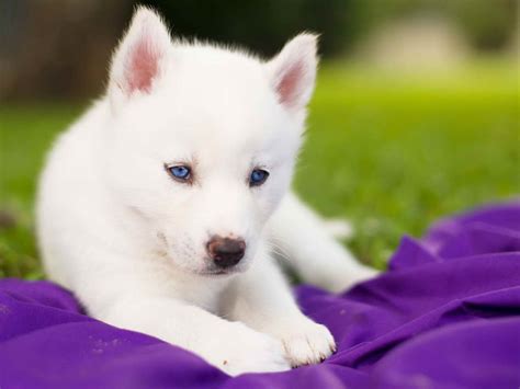 All White Husky Puppy With Blue Eyes Petsidi