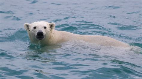 Polar Bears Swimming In An Ice Free Arctic Youtube