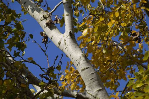 10 Popular Poplar Trees To Plant