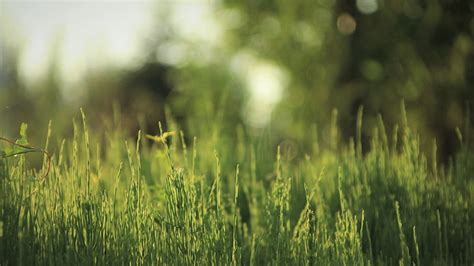 Hd Wallpaper Green Grass Grassland Field Sunlight Blurred Blurry