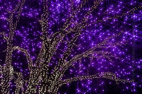 Purple Christmas Lights In A Tree Purple Christmas Lights Purple
