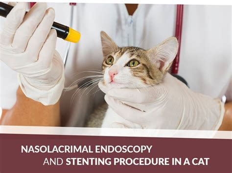Nasolacrimal Endoscopy And Stenting Procedure In A Cat Improve