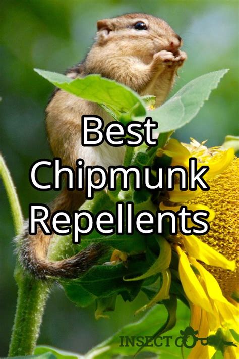 The Best Chipmunk Repellents Insect Cop Chipmunk Repellent Get Rid Of Chipmunks Chipmunks