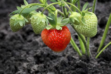 How To Grow Strawberries Kellogg Garden Organics™