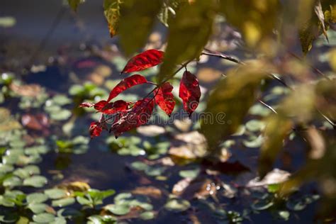 Bright Red Autumn Leaves Over Water Stock Photo Image Of Bright