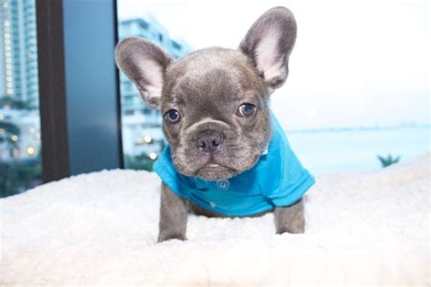 French bulldog puppies for sale in florida. View Ad: French Bulldog Puppy for Sale near Florida, MIAMI, USA. ADN-39747