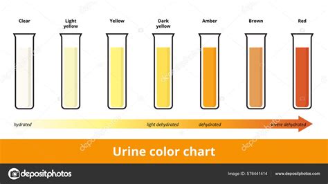 Urine Color Chart Pee Hydration Dehydration Test Strip Urine Test Stock