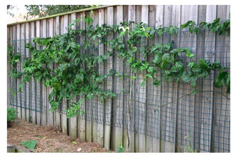 Memories of grandma's orchard often triggers this. How to grow passionfruit — The Veggie Lady