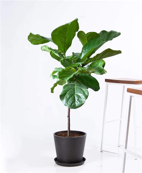 Buy Large Potted Fiddle Leaf Fig Indoor Plant Bloomscape