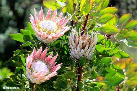 Breathtakingly Beautiful Protea Flowers In Kirstenbosch Gardens Photos