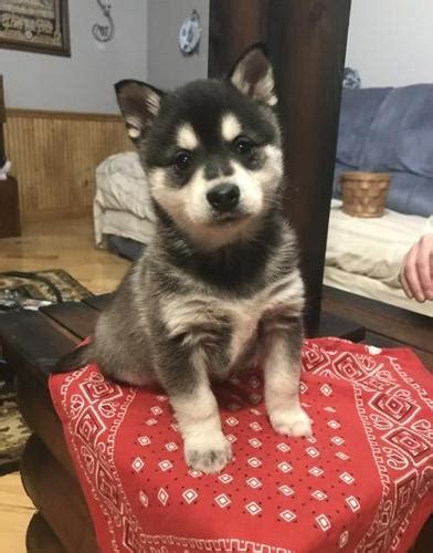 We did not find results for: Alaskan Klee Kai Puppy for Sale - Adoption, Rescue for ...