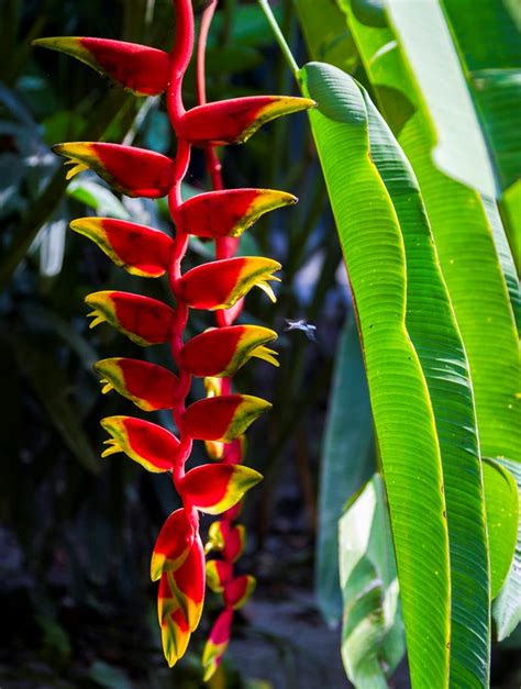 7 Tropical Flower Species For Australian Gardens Australian House And