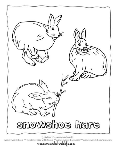 Arctic Hare Coloring Page Coloring Home