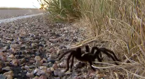 Thousands Of Tarantulas Expected Migrate Into Colorado In Coming Weeks