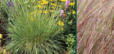 Little Bluestem Johnsons Nursery Kb