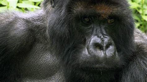 Bbc Earth News Gorillas Battle To Remain King Of The Silverbacks