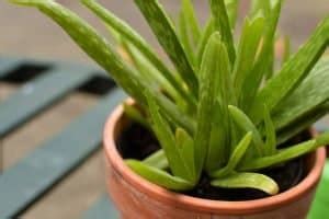 Aloe vera is a common houseplant that prefers bright light and a thorough watering every two weeks after the soil goes dry. How to Save Aloe Vera From Root Rot (5 Causes And ...