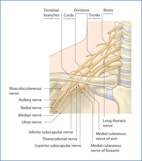 Axillary Nerve Brachial Plexus