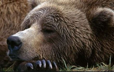 Can You Wake Up A Hibernating Bear Early Quora