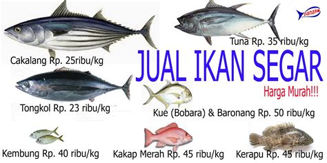 Banner ucapan selamat pernikahan, banner ucapan selamat & doa pernikahan dan banner dalam bentuk informasi. Spanduk Jual Ikan Lele Segar - desain banner kekinian