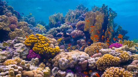 Red Sea Coral Inside Saudi