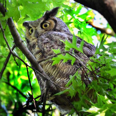 Manhattan Bird Alert on Twitter: "The Great Horned Owl had to deal with
