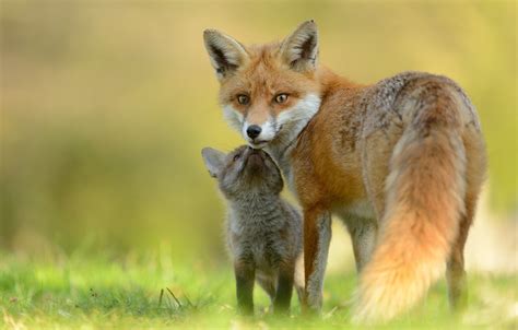 Mother Fox Reunites With Her Babies After Gates Wildlife Control Safely