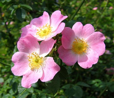 Wild Roses 1 Photograph By Will Borden