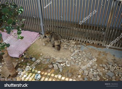 Globally Endangered Species Korean Racoon Dog Stock Photo 1786449242