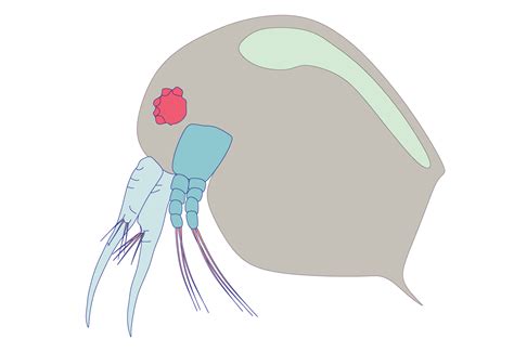 Plankton Water Flea Zooplankton Icon Colorful Cartoon Cute Animal