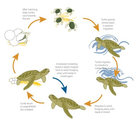 Life Cycle Super Cute Baby Sea Turtles