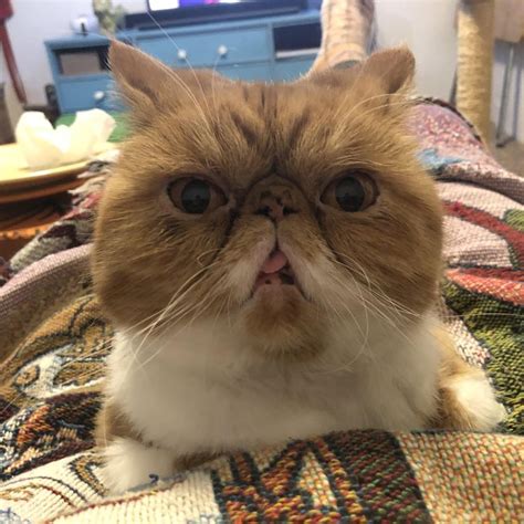 Another contestant for a new grumpy cat | Cats, Grumpy cat, Animals