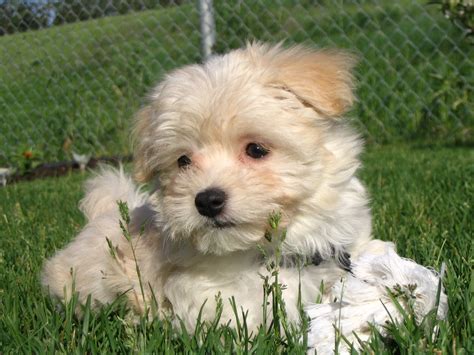 Our Little Maple Puppies Cute Puppies Havanese