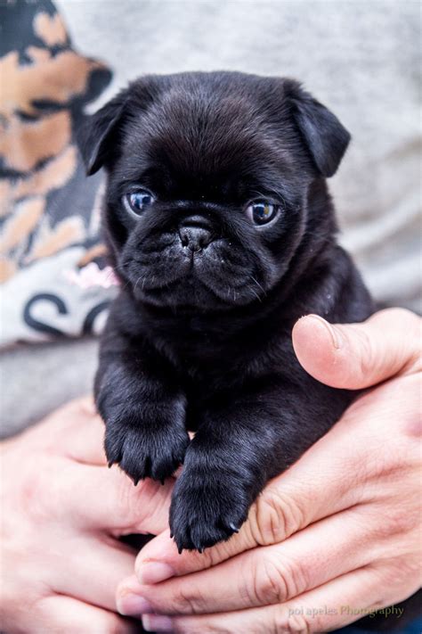 Holding A 10 Week Old Pug Imgur Pugpuppy Baby Pugs Cute Dogs