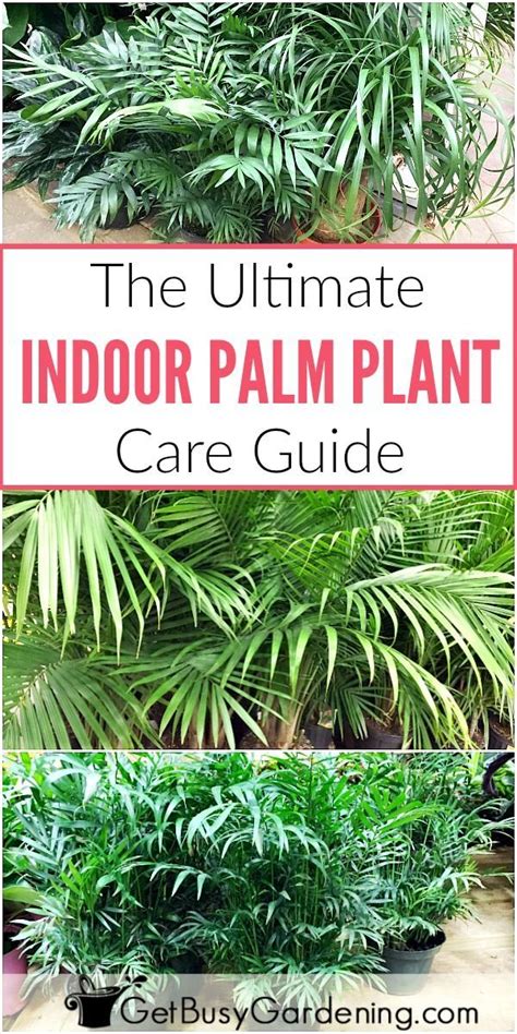 They come from different spaces on this lovely earth of ours so some might tolerate drought, some might not. How To Care For Indoor Palm Trees And Plants | Palm plant ...