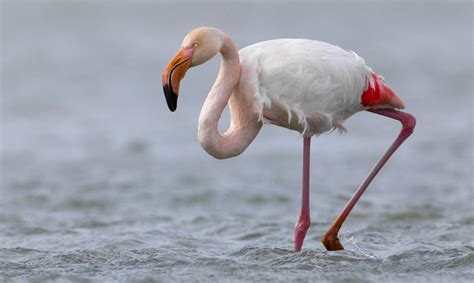 They are commonly associated with tropical climates, and sipping exotic drinks while munching on coconut! Flamingo | Vogelbescherming.nl