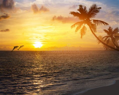 213459 Beautiful Sunrise Tropical Stock Photos Free And Royalty Free