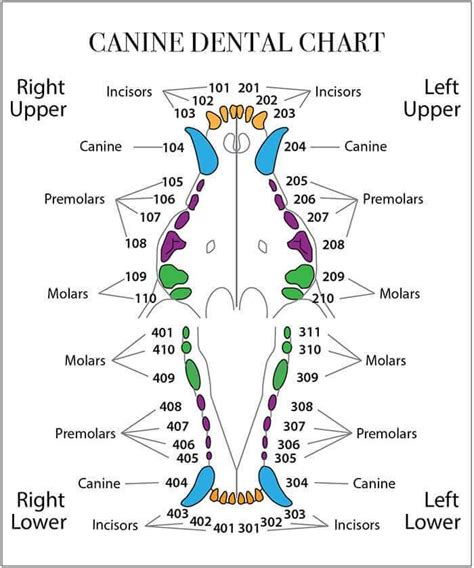Canine Teeth Human Chart