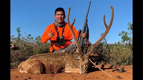 Axis Deer Hunting Lanai Youtube