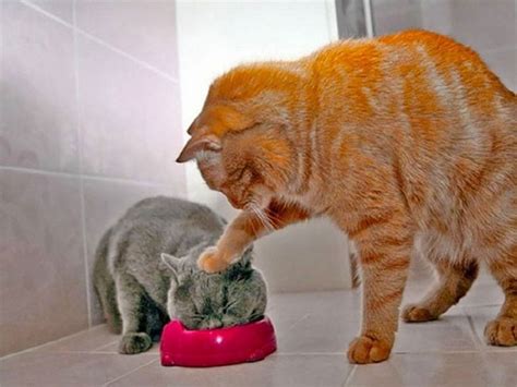 Funny Photo Of Two Cats Art Kaleidoscope