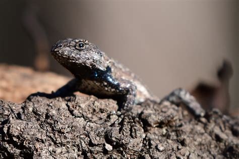 Eastern Fence Lizard South Carolina Partners In Amphibian And Reptile